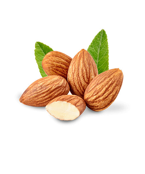 American Almond(Top)