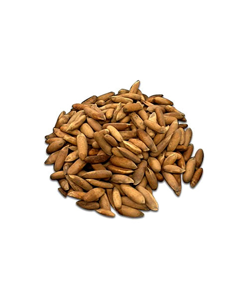 Pine Nuts-With Shell (chilghoza)